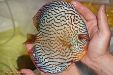 画像2: 【決算セール クーポンご利用で更に10％OFF対象商品】【ディスカス】【通販】アルタムスターライトレッドターコイズ（ハイフォーム）【個体販売】16-17cm（生体）マレーシア　NAディスカスファーム (2)