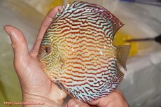 画像1: 【決算セール クーポンご利用で更に10％OFF対象商品】【ディスカス】【通販】アルタムスターライトレッドターコイズ（ハイフォーム）【個体販売】16-17cm（生体）マレーシア　NAディスカスファーム (1)