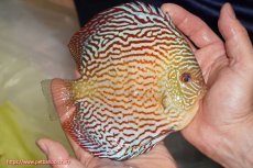 画像2: 【決算セール クーポンご利用で更に10％OFF対象商品】【ディスカス】【通販】アルタムスターライトレッドターコイズ（ハイフォーム）【個体販売】16-17cm（生体）マレーシア　NAディスカスファーム (2)