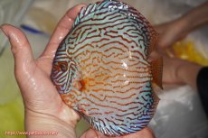 画像1: 【決算セール クーポンご利用で更に10％OFF対象商品】【ディスカス】【通販】アルタムスターライトレッドターコイズ（ハイフォーム）【個体販売】16-17cm（生体）マレーシア　NAディスカスファーム (1)