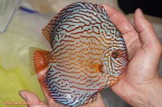 画像2: 【決算セール クーポンご利用で更に10％OFF対象商品】【ディスカス】【通販】アルタムスターライトレッドターコイズ（ハイフォーム）【個体販売】16-17cm（生体）マレーシア　NAディスカスファーム (2)