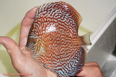 画像1: 【決算セール クーポンご利用で更に10％OFF対象商品】【ディスカス】【通販】クリムゾンレッドギャラクシー（ハイフォーム）【個体販売】13cm（生体）マレーシア　NAディスカスファーム (1)