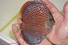 画像2: 【決算セール クーポンご利用で更に10％OFF対象商品】【ディスカス】【通販】クリムゾンレッドギャラクシー（ハイフォーム）【個体販売】13cm（生体）マレーシア　NAディスカスファーム (2)