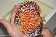 画像1: 【決算セール クーポンご利用で更に10％OFF対象商品】【ディスカス】【通販】クリムゾンレッドギャラクシー（ハイフォーム）【個体販売】13cm（生体）マレーシア　NAディスカスファーム (1)