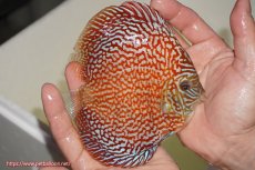 画像2: 【決算セール クーポンご利用で更に10％OFF対象商品】【ディスカス】【通販】クリムゾンレッドギャラクシー（ハイフォーム）【個体販売】13cm（生体）マレーシア　NAディスカスファーム (2)