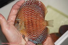 画像1: 【決算セール クーポンご利用で更に10％OFF対象商品】【ディスカス】【通販】クリムゾンレッドギャラクシー（ハイフォーム）【個体販売】13cm（生体）マレーシア　NAディスカスファーム (1)