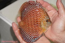 画像2: 【決算セール クーポンご利用で更に10％OFF対象商品】【ディスカス】【通販】クリムゾンレッドギャラクシー（ハイフォーム）【個体販売】13cm（生体）マレーシア　NAディスカスファーム (2)