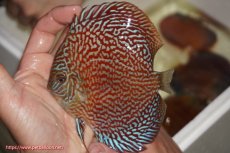 画像1: 【決算セール クーポンご利用で更に10％OFF対象商品】【ディスカス】【通販】クリムゾンレッドギャラクシー（ハイフォーム）【個体販売】13cm（生体）マレーシア　NAディスカスファーム (1)