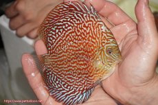 画像2: 【決算セール クーポンご利用で更に10％OFF対象商品】【ディスカス】【通販】クリムゾンレッドギャラクシー（ハイフォーム）【個体販売】13cm（生体）マレーシア　NAディスカスファーム (2)