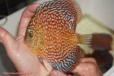 画像1: 【決算セール クーポンご利用で更に10％OFF対象商品】【ディスカス】【通販】クリムゾンレッドギャラクシー（ハイフォーム）【個体販売】13cm（生体）マレーシア　NAディスカスファーム (1)