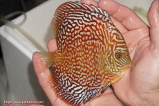 画像2: 【決算セール クーポンご利用で更に10％OFF対象商品】【ディスカス】【通販】クリムゾンレッドギャラクシー（ハイフォーム）【個体販売】13cm（生体）マレーシア　NAディスカスファーム (2)