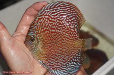 画像1: 【決算セール クーポンご利用で更に10％OFF対象商品】【ディスカス】【通販】クリムゾンレッドギャラクシー（ハイフォーム）【個体販売】13cm（生体）マレーシア　NAディスカスファーム (1)