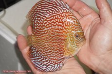 画像2: 【決算セール クーポンご利用で更に10％OFF対象商品】【ディスカス】【通販】クリムゾンレッドギャラクシー（ハイフォーム）【個体販売】13cm（生体）マレーシア　NAディスカスファーム (2)