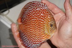 画像2: 【決算セール クーポンご利用で更に10％OFF対象商品】【ディスカス】【通販】クリムゾンレッドギャラクシー（ハイフォーム）【個体販売】13cm（生体）マレーシア　NAディスカスファーム (2)