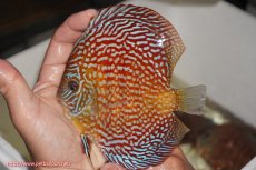 画像1: 【決算セール クーポンご利用で更に10％OFF対象商品】【ディスカス】【通販】クリムゾンレッドギャラクシー（ハイフォーム）【個体販売】13cm（生体）マレーシア　NAディスカスファーム (1)