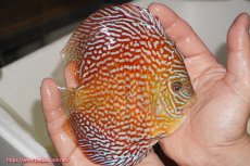 画像2: 【決算セール クーポンご利用で更に10％OFF対象商品】【ディスカス】【通販】クリムゾンレッドギャラクシー（ハイフォーム）【個体販売】13cm（生体）マレーシア　NAディスカスファーム (2)