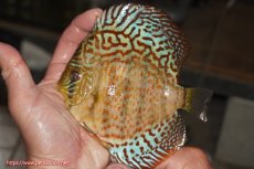 画像1: 【決算セール クーポンご利用で更に10％OFF対象商品】【ディスカス】【通販】サクラレッドスポットグリーン（ハイフォーム）【個体販売】13-14cm（生体）マレーシア　KLディスカスファーム (1)