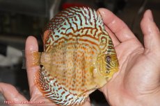 画像2: 【決算セール クーポンご利用で更に10％OFF対象商品】【ディスカス】【通販】サクラレッドスポットグリーン（ハイフォーム）【個体販売】13-14cm（生体）マレーシア　KLディスカスファーム (2)