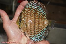 画像1: 【決算セール クーポンご利用で更に10％OFF対象商品】【ディスカス】【通販】サクラレッドスポットグリーン（ハイフォーム）【個体販売】13-14cm（生体）マレーシア　KLディスカスファーム (1)