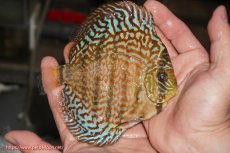 画像2: 【決算セール クーポンご利用で更に10％OFF対象商品】【ディスカス】【通販】サクラレッドスポットグリーン（ハイフォーム）【個体販売】13-14cm（生体）マレーシア　KLディスカスファーム (2)