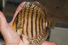 画像1: 【決算セール クーポンご利用で更に10％OFF対象商品】【ディスカス】【通販】サクラレッドスポットグリーン（ハイフォーム）【個体販売】13-14cm（生体）マレーシア　KLディスカスファーム (1)