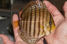 画像2: 【決算セール クーポンご利用で更に10％OFF対象商品】【ディスカス】【通販】サクラレッドスポットグリーン（ハイフォーム）【個体販売】13-14cm（生体）マレーシア　KLディスカスファーム (2)