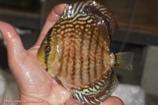 画像1: 【決算セール クーポンご利用で更に10％OFF対象商品】【ディスカス】【通販】サクラレッドスポットグリーン（ハイフォーム）【個体販売】13-14cm（生体）マレーシア　KLディスカスファーム (1)