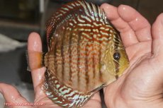 画像2: 【決算セール クーポンご利用で更に10％OFF対象商品】【ディスカス】【通販】サクラレッドスポットグリーン（ハイフォーム）【個体販売】13-14cm（生体）マレーシア　KLディスカスファーム (2)