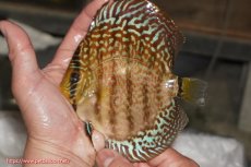 画像1: 【決算セール クーポンご利用で更に10％OFF対象商品】【ディスカス】【通販】サクラレッドスポットグリーン（ハイフォーム）【個体販売】13-14cm（生体）マレーシア　KLディスカスファーム (1)