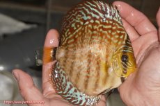 画像2: 【決算セール クーポンご利用で更に10％OFF対象商品】【ディスカス】【通販】サクラレッドスポットグリーン（ハイフォーム）【個体販売】13-14cm（生体）マレーシア　KLディスカスファーム (2)