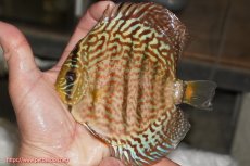 画像1: 【決算セール クーポンご利用で更に10％OFF対象商品】【ディスカス】【通販】サクラレッドスポットグリーン（ハイフォーム）【個体販売】13-14cm（生体）マレーシア　KLディスカスファーム (1)