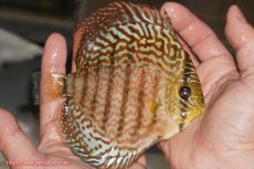 画像2: 【決算セール クーポンご利用で更に10％OFF対象商品】【ディスカス】【通販】サクラレッドスポットグリーン（ハイフォーム）【個体販売】13-14cm（生体）マレーシア　KLディスカスファーム (2)