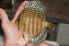 画像1: 【決算セール クーポンご利用で更に10％OFF対象商品】【ディスカス】【通販】サクラレッドスポットグリーン（ハイフォーム）【個体販売】13-14cm（生体）マレーシア　KLディスカスファーム (1)