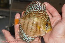 画像2: 【決算セール クーポンご利用で更に10％OFF対象商品】【ディスカス】【通販】サクラレッドスポットグリーン（ハイフォーム）【個体販売】13-14cm（生体）マレーシア　KLディスカスファーム (2)