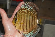 画像1: 【決算セール クーポンご利用で更に10％OFF対象商品】【ディスカス】【通販】サクラレッドスポットグリーン（ハイフォーム）【個体販売】13-14cm（生体）マレーシア　KLディスカスファーム (1)