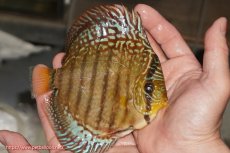 画像2: 【決算セール クーポンご利用で更に10％OFF対象商品】【ディスカス】【通販】サクラレッドスポットグリーン（ハイフォーム）【個体販売】13-14cm（生体）マレーシア　KLディスカスファーム (2)