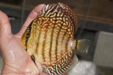 画像1: 【決算セール クーポンご利用で更に10％OFF対象商品】【ディスカス】【通販】サクラレッドスポットグリーン（ハイフォーム）【個体販売】13-14cm（生体）マレーシア　KLディスカスファーム (1)