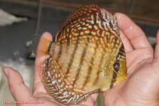 画像2: 【決算セール クーポンご利用で更に10％OFF対象商品】【ディスカス】【通販】サクラレッドスポットグリーン（ハイフォーム）【個体販売】13-14cm（生体）マレーシア　KLディスカスファーム (2)