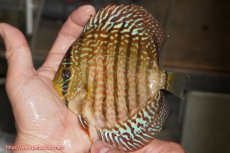 画像1: 【決算セール クーポンご利用で更に10％OFF対象商品】【ディスカス】【通販】サクラレッドスポットグリーン（ハイフォーム）【個体販売】13-14cm（生体）マレーシア　KLディスカスファーム (1)