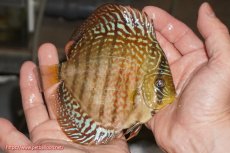 画像2: 【決算セール クーポンご利用で更に10％OFF対象商品】【ディスカス】【通販】サクラレッドスポットグリーン（ハイフォーム）【個体販売】13-14cm（生体）マレーシア　KLディスカスファーム (2)