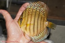 画像1: 【決算セール クーポンご利用で更に10％OFF対象商品】【ディスカス】【通販】サクラレッドスポットグリーン（ハイフォーム）【個体販売】13-14cm（生体）マレーシア　KLディスカスファーム (1)