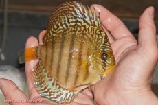 画像2: 【決算セール クーポンご利用で更に10％OFF対象商品】【ディスカス】【通販】サクラレッドスポットグリーン（ハイフォーム）【個体販売】13-14cm（生体）マレーシア　KLディスカスファーム (2)