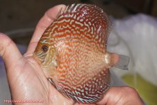 画像1: 【決算セール クーポンご利用で更に10％OFF対象商品】【ディスカス】【通販】アルタムスターライトレッドターコイズ（ハイフォーム）【個体販売】11-12cm（生体）マレーシア　NAディスカスファーム (1)