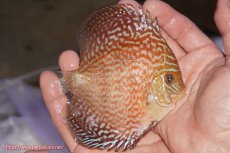 画像2: 【決算セール クーポンご利用で更に10％OFF対象商品】【ディスカス】【通販】アルタムスターライトレッドターコイズ（ハイフォーム）【個体販売】11-12cm（生体）マレーシア　NAディスカスファーム (2)