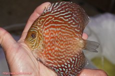 画像1: 【決算セール クーポンご利用で更に10％OFF対象商品】【ディスカス】【通販】アルタムスターライトレッドターコイズ（ハイフォーム）【個体販売】11-12cm（生体）マレーシア　NAディスカスファーム (1)