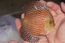 画像2: 【決算セール クーポンご利用で更に10％OFF対象商品】【ディスカス】【通販】アルタムスターライトレッドターコイズ（ハイフォーム）【個体販売】11-12cm（生体）マレーシア　NAディスカスファーム (2)