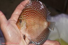 画像1: 【決算セール クーポンご利用で更に10％OFF対象商品】【ディスカス】【通販】アルタムスターライトレッドターコイズ（ハイフォーム）【個体販売】11-12cm（生体）マレーシア　NAディスカスファーム (1)