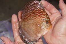 画像2: 【決算セール クーポンご利用で更に10％OFF対象商品】【ディスカス】【通販】アルタムスターライトレッドターコイズ（ハイフォーム）【個体販売】11-12cm（生体）マレーシア　NAディスカスファーム (2)