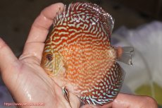 画像1: 【決算セール クーポンご利用で更に10％OFF対象商品】【ディスカス】【通販】アルタムスターライトレッドターコイズ（ハイフォーム）【個体販売】11-12cm（生体）マレーシア　NAディスカスファーム (1)