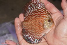 画像2: 【決算セール クーポンご利用で更に10％OFF対象商品】【ディスカス】【通販】アルタムスターライトレッドターコイズ（ハイフォーム）【個体販売】11-12cm（生体）マレーシア　NAディスカスファーム (2)